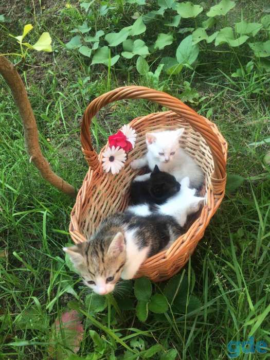 Четыре очаровательных котенка ищут свой новый дом!, фотография 1