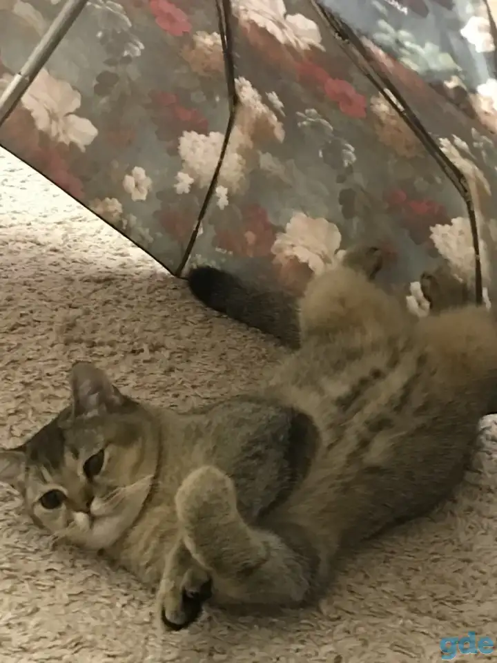Продам кота, фотография 2