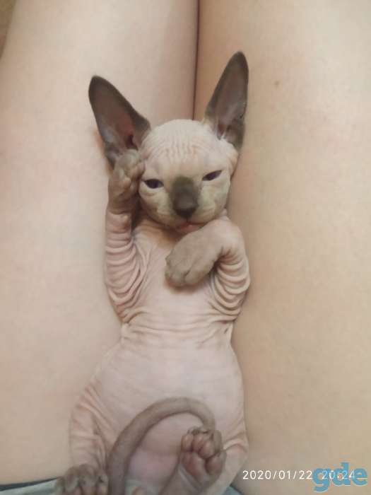 Котята канадского сфинкса, фотография 4