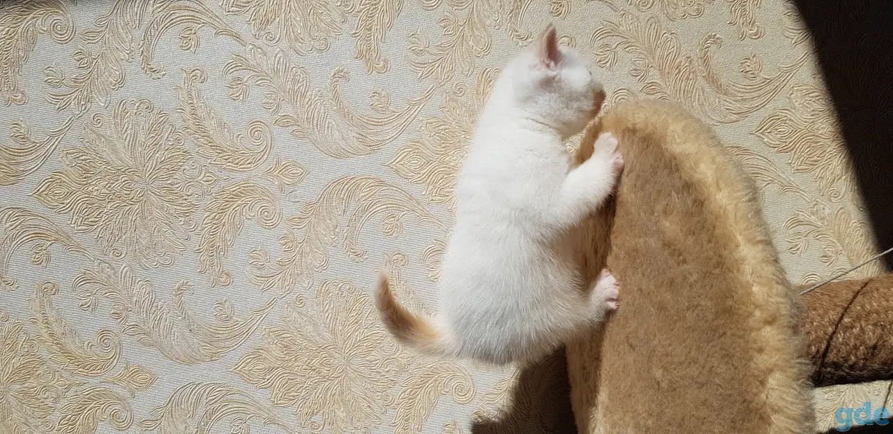 Котята шотландской прямоухой, фотография 8