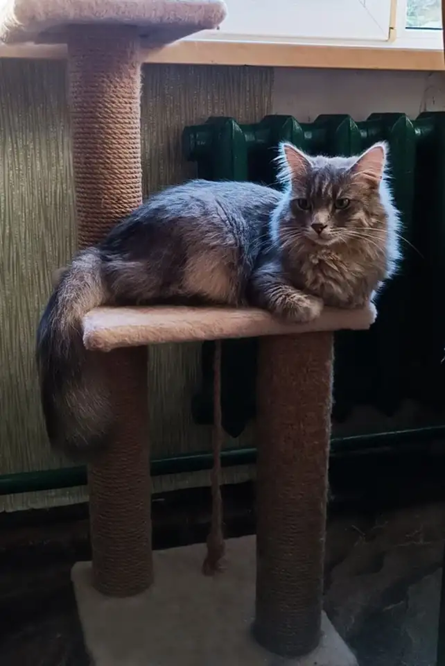 Эффектный котище Серый, кастрирован, фотография 7