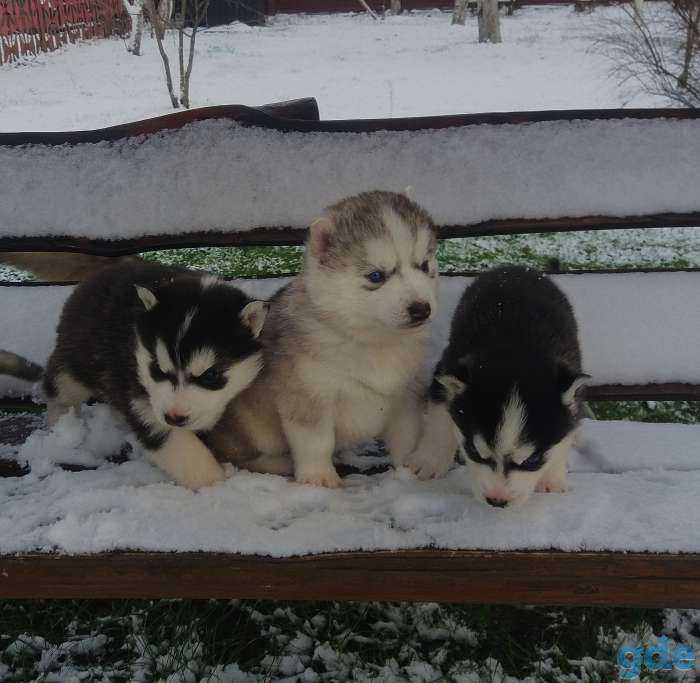 Продам щенков Сибирской Хаски, фотография 1