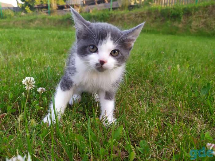 Котята, девочка и мальчик, фотография 2