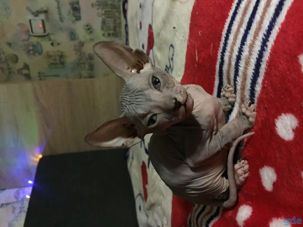 донские котята, фотография 2