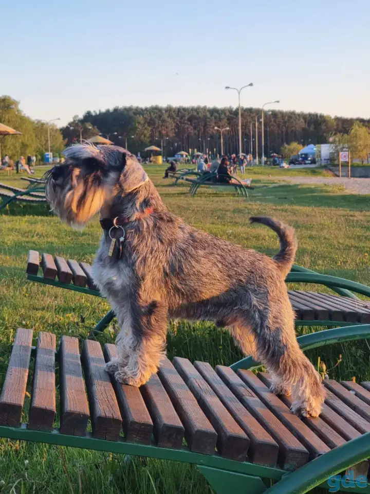 Цвергшнауцер вязка, фотография 1