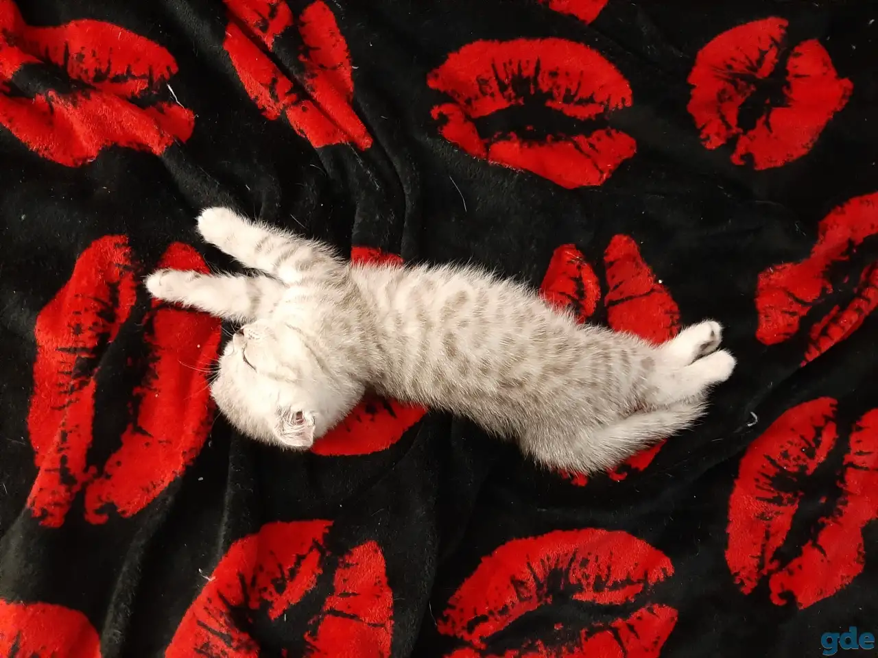 Шотландские  вислоухие котята, фотография 5