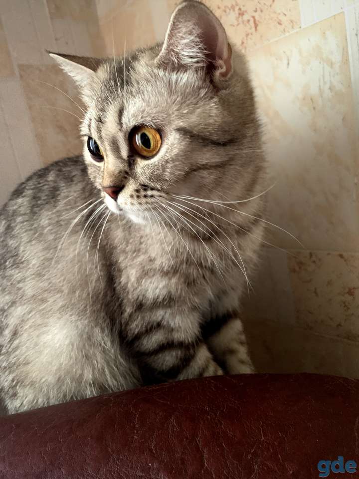 Шотландские котята Скоттиш-страйт, фотография 10