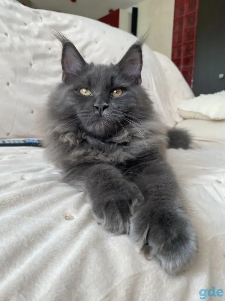 Котята мейн-кун полидакты  (5 мес) с документами, фотография 2