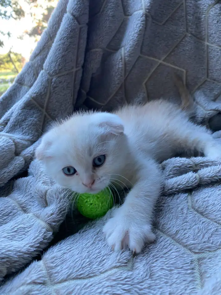 Шотландский котенок, фотография 1