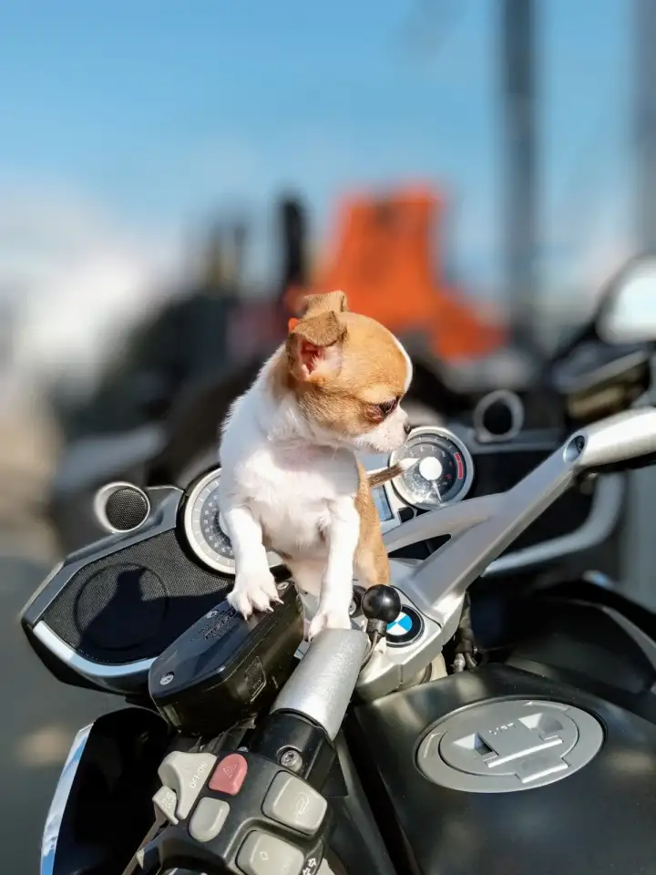 Щенок чихуахуа девочка, фотография 3