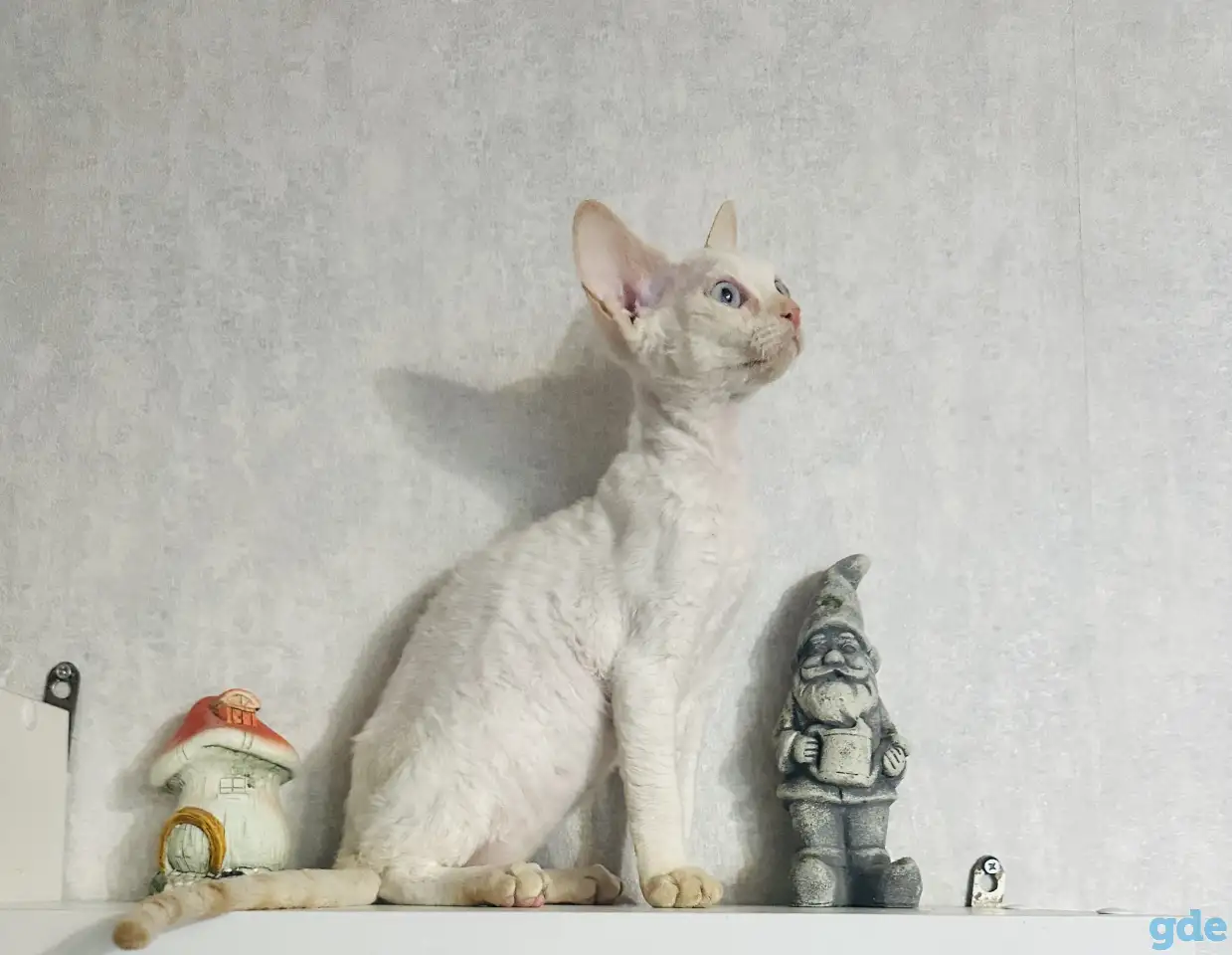Кошка Девон рекс, фотография 2