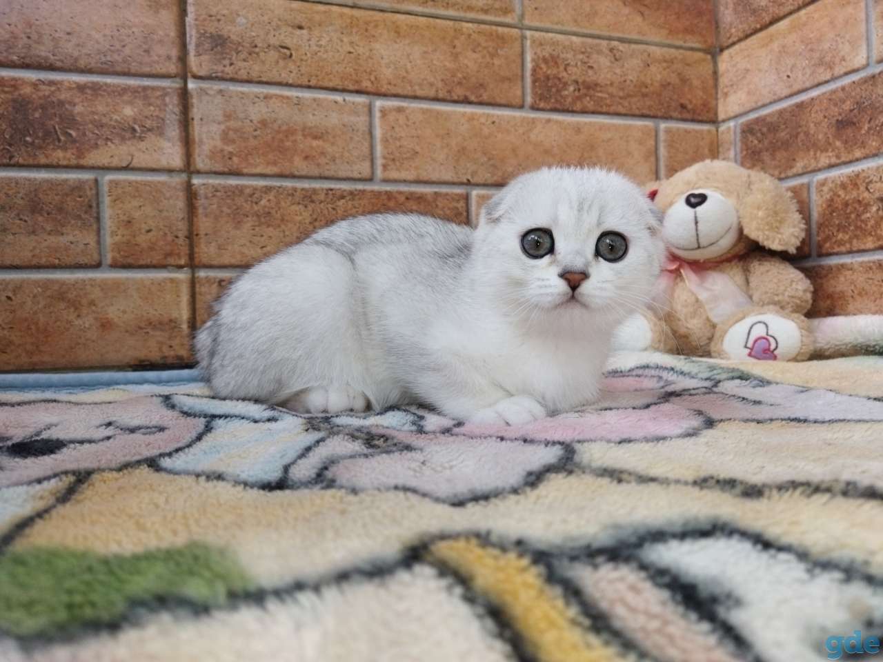 Шотландский котенок, фотография 7
