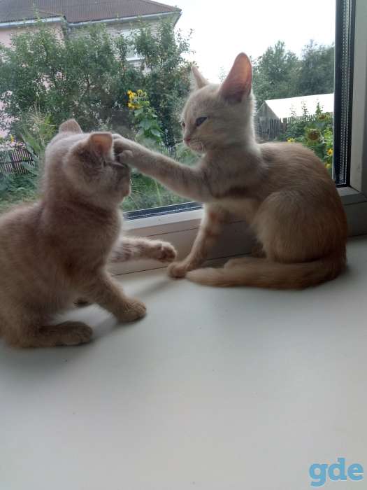 котята, фотография 5