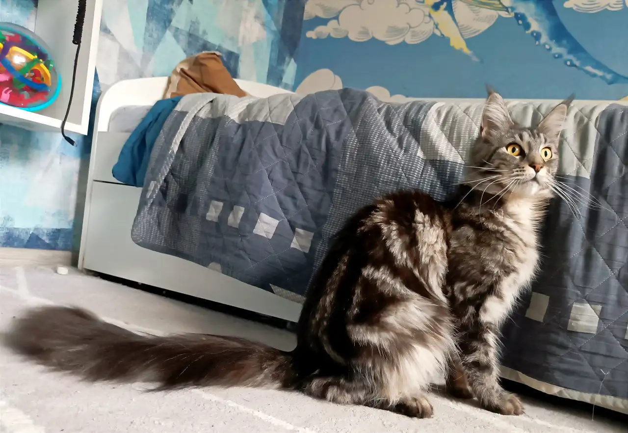 Котята Мейн-кун девочки, фотография 9