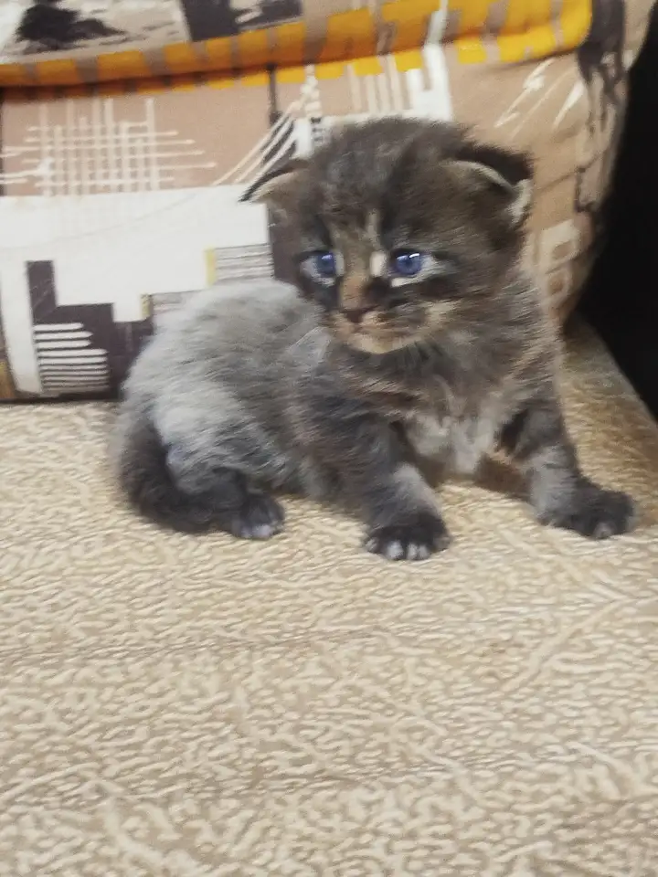 Котята мейн кун, фотография 10