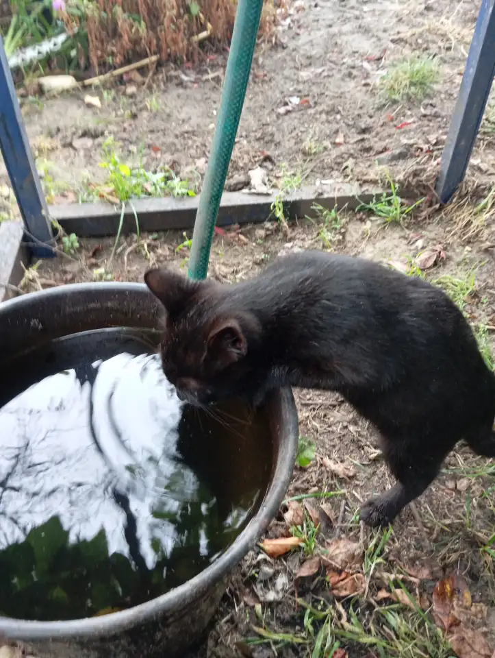 Котенок в дар, фотография 2