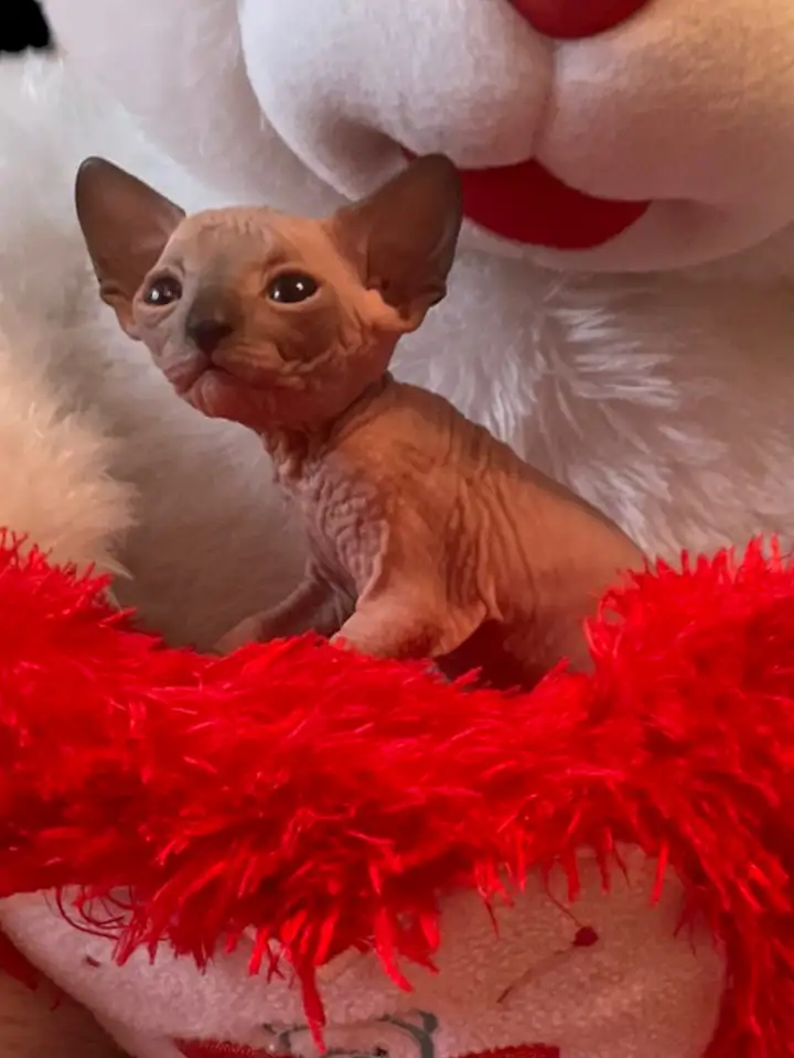 Котята канадского сфинкса, фотография 2