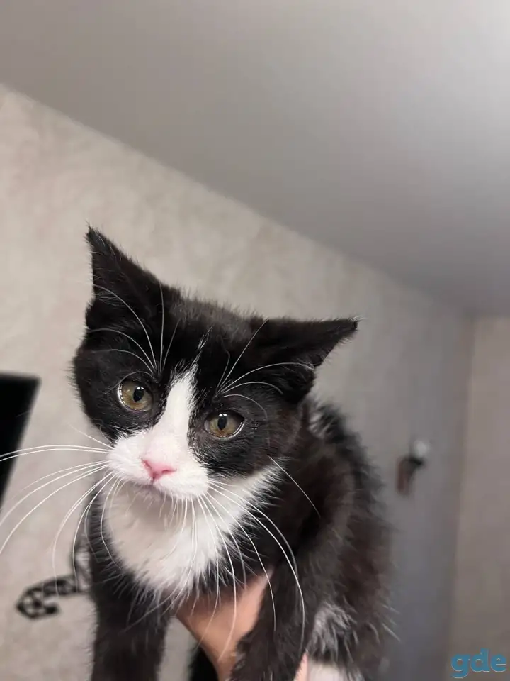 Котёнок в дар, фотография 2