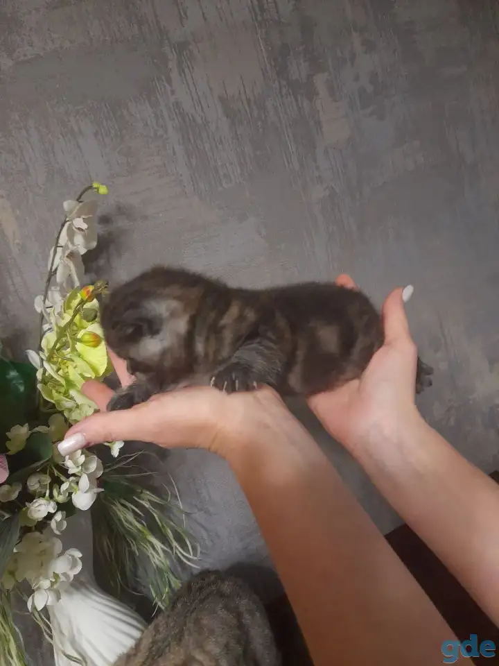 котята шотландские (страйт,фолд), фотография 4
