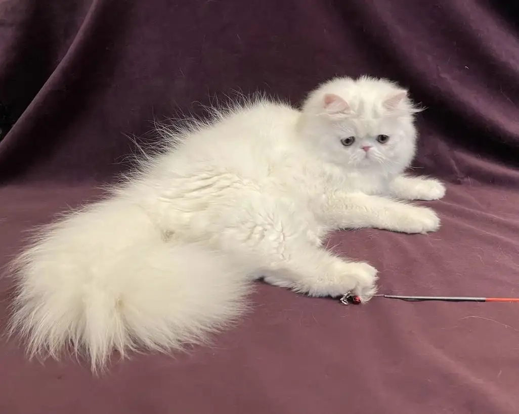 Белый персидский котёнок, фотография 2