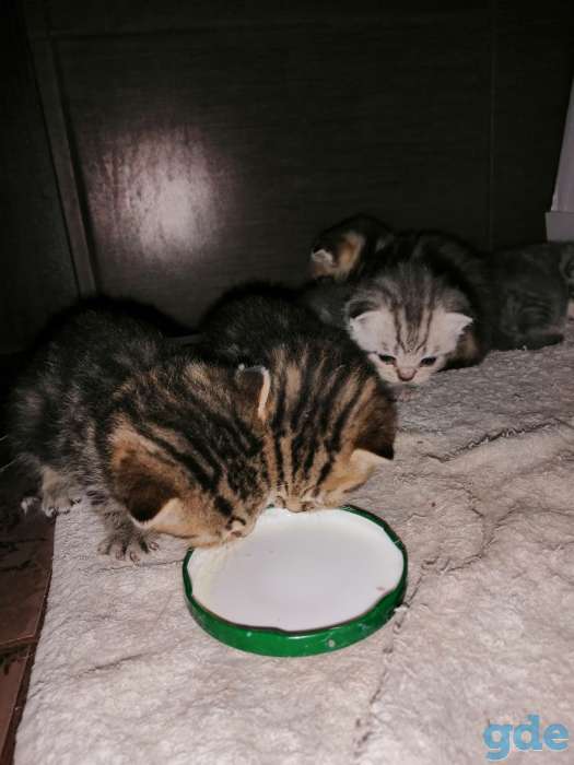 Шотландские котята, фотография 9