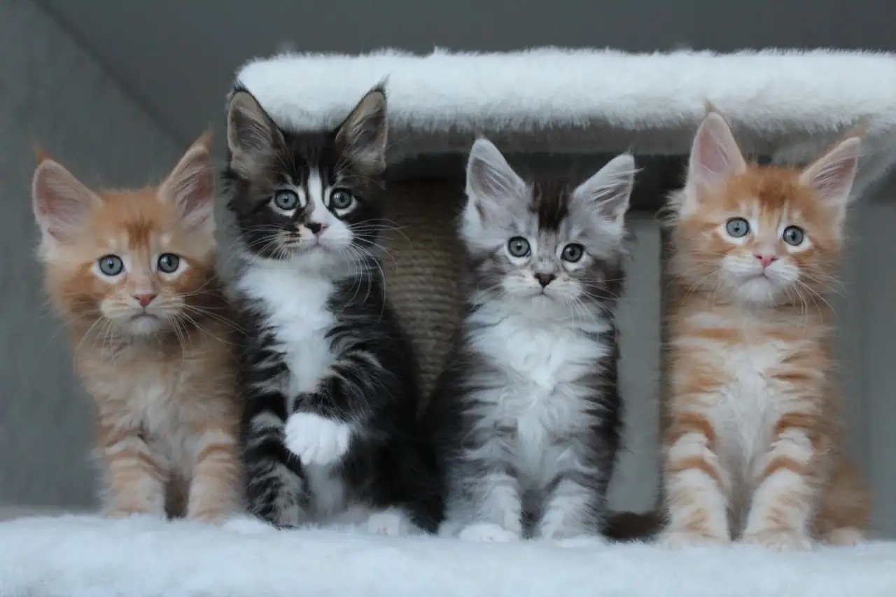 Мейн-кун котята, фотография 5