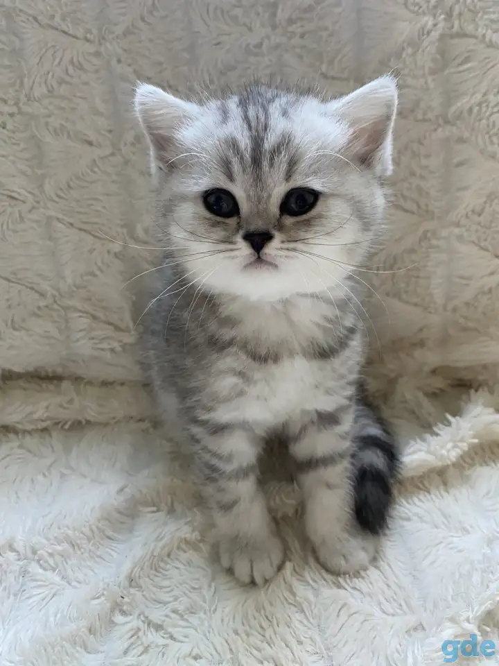 Шотландские милашки, фотография 5