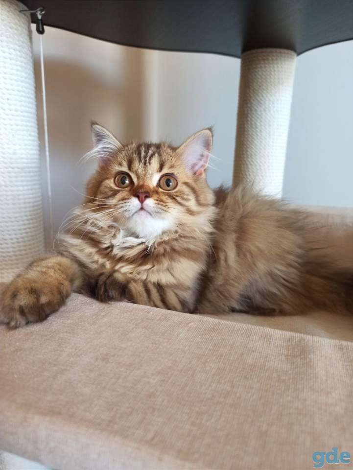 Скоттиш Страйт Девочка, фотография 3