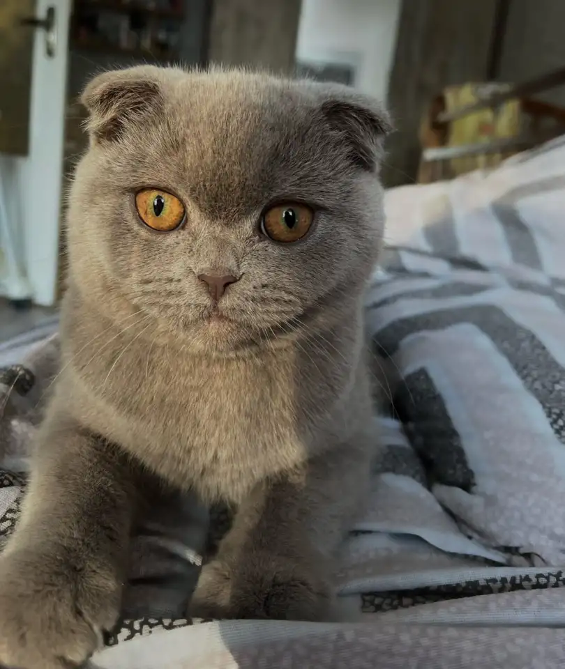 Шотландские котята, фотография 6