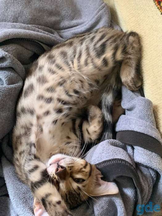 Чистокровный бенгальский котёнок 3 месяца, фотография 5