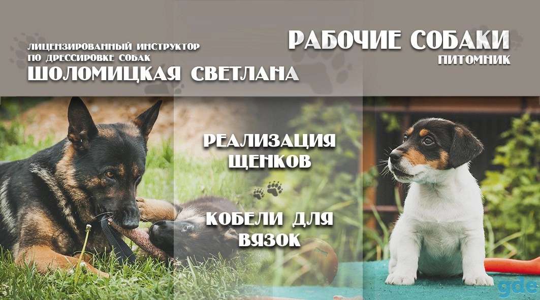 Дрессировка собак., фотография 2