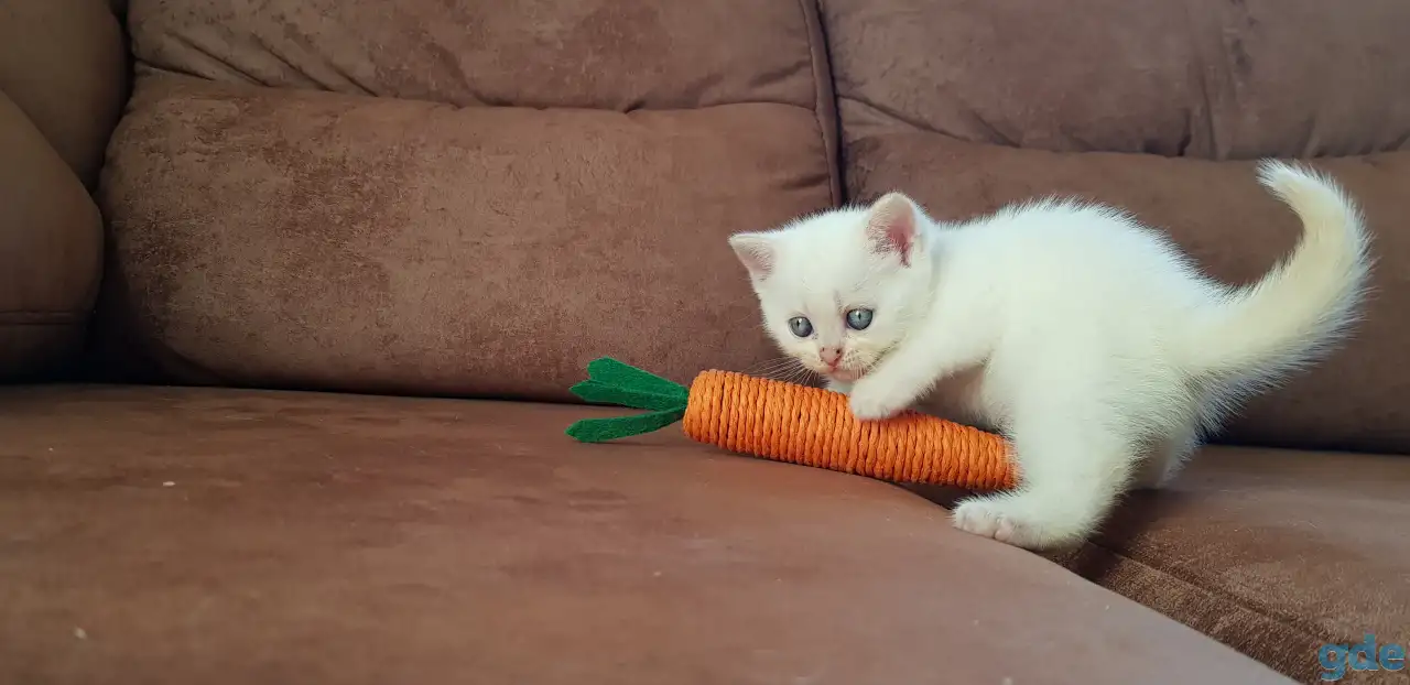 Котята шотландской прямоухой, фотография 3