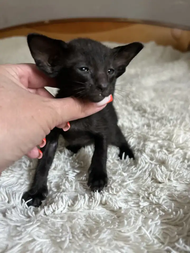Ориентальные котята, ориенталы., фотография 9