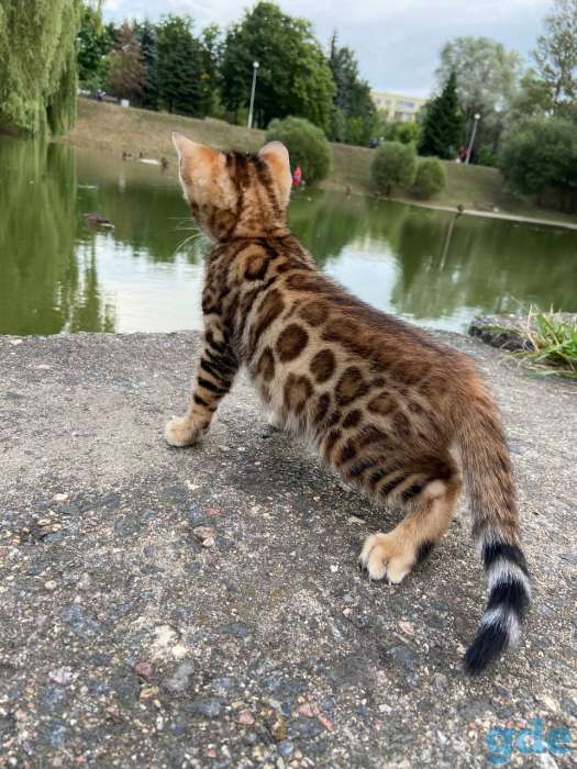 Бенгальские котята, фотография 4