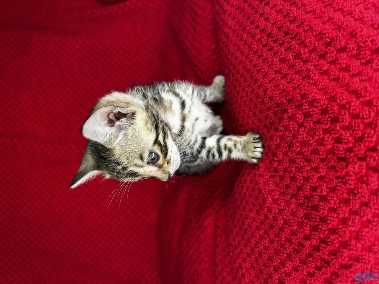 Бенгальские котята, фотография 9