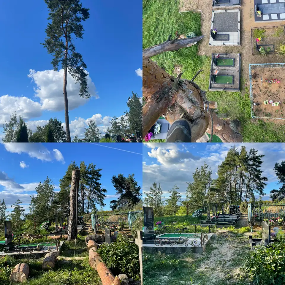 Спил деревьев, услуги альпиниста, фотография 4