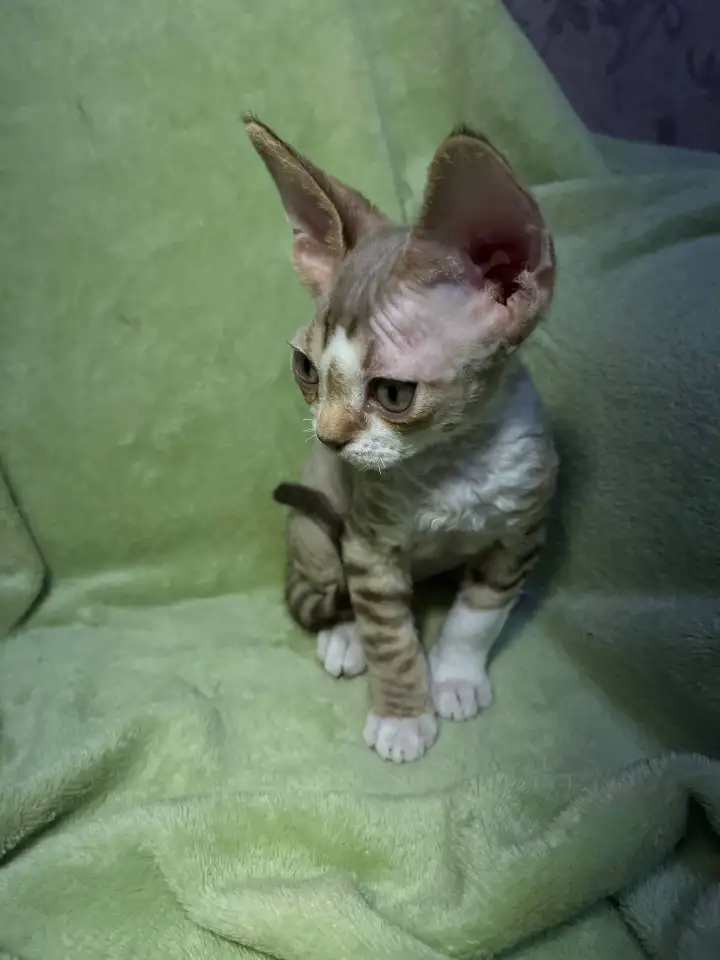Котенок ДевонРекс, фотография 3