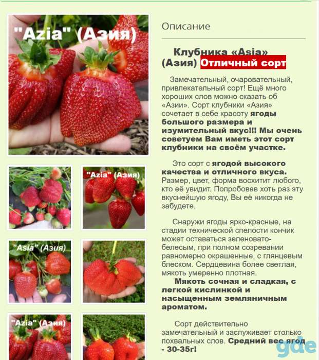 Саженцы клубники по технологии фриго, фотография 6