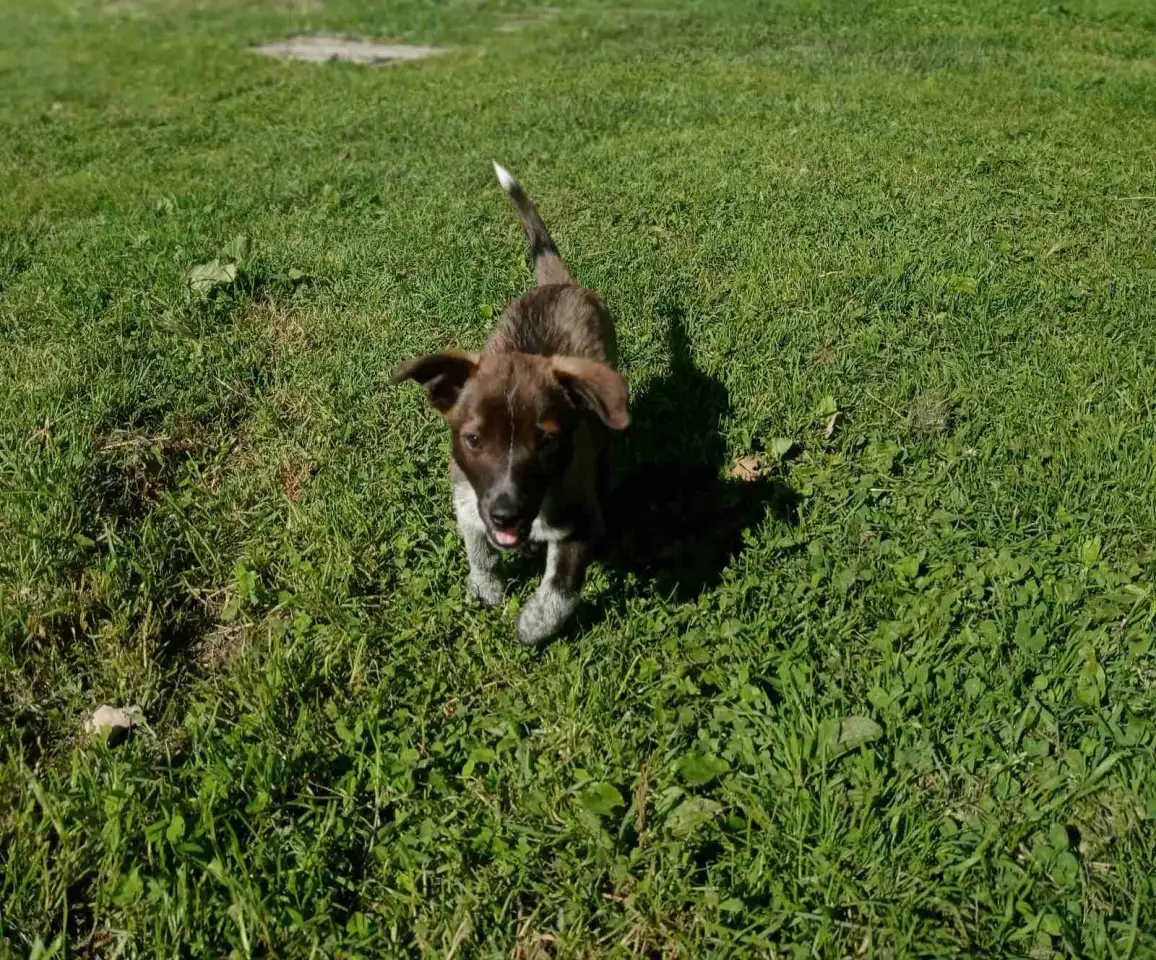 Щенок, фотография 3