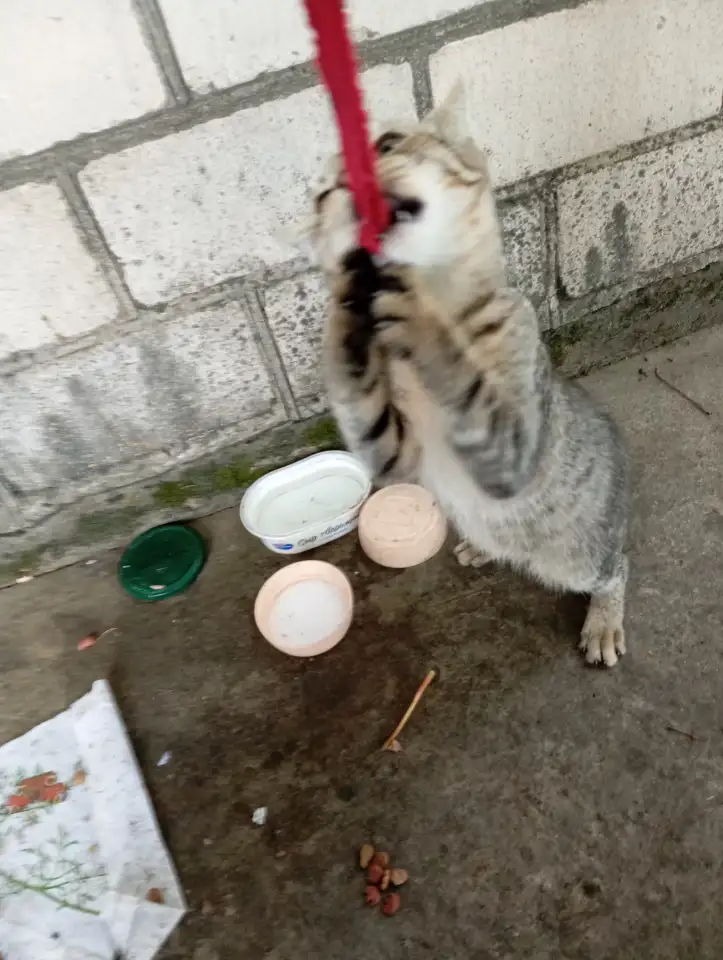 Котенок в дар, фотография 2