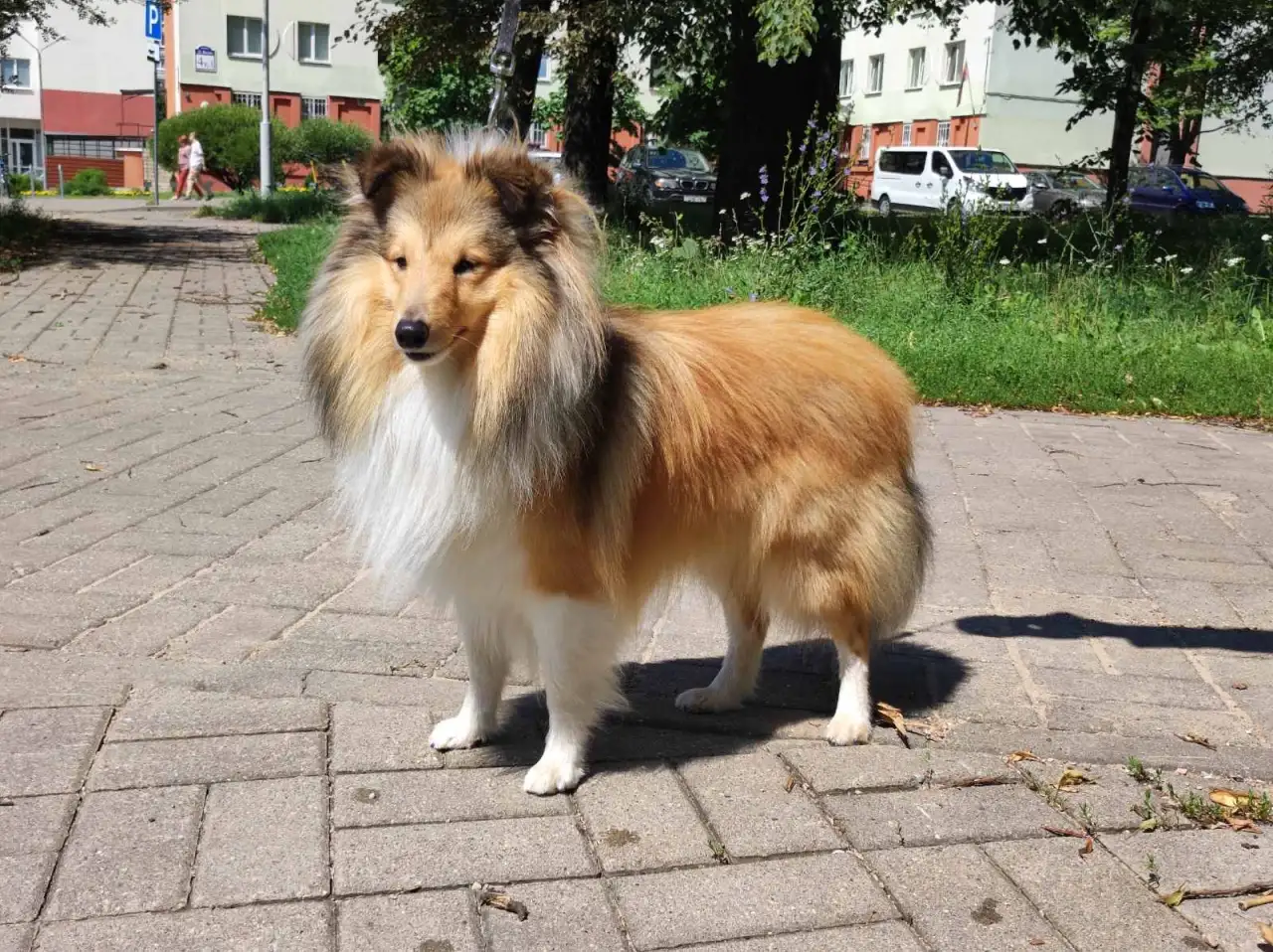 Шелти, фотография 2