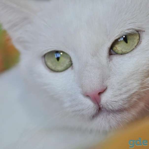 Кошечка ищет дом, фотография 1