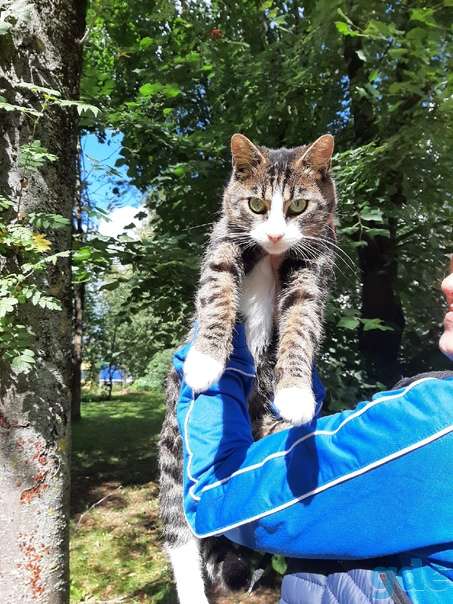 Котик ищет дом, фотография 1