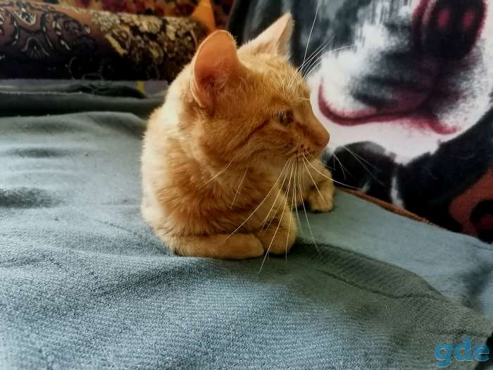 Котенок в дар, фотография 4