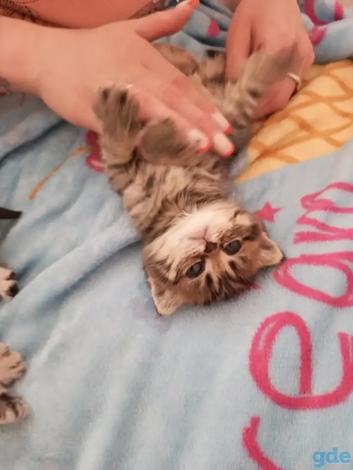 Котята, фотография 1