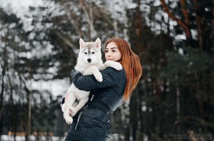 Продам щенков хаски с родословной, фотография 5