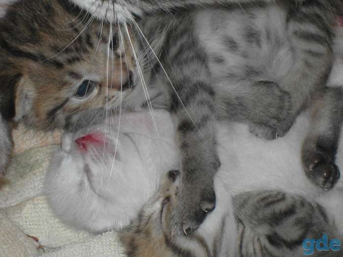 Котята от кошки породы 
