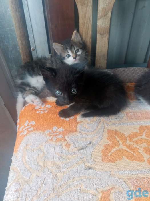 Котята в добрые руки!, фотография 2