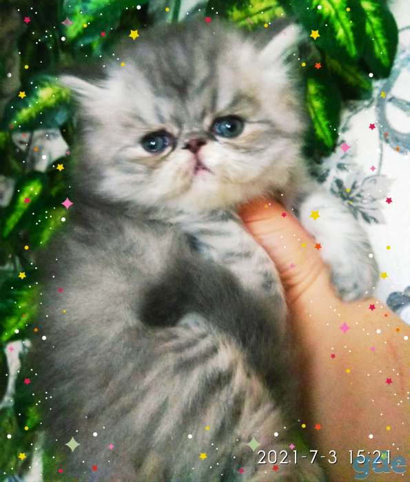 Персидские котята. Мальчики  экстремального типа., фотография 5