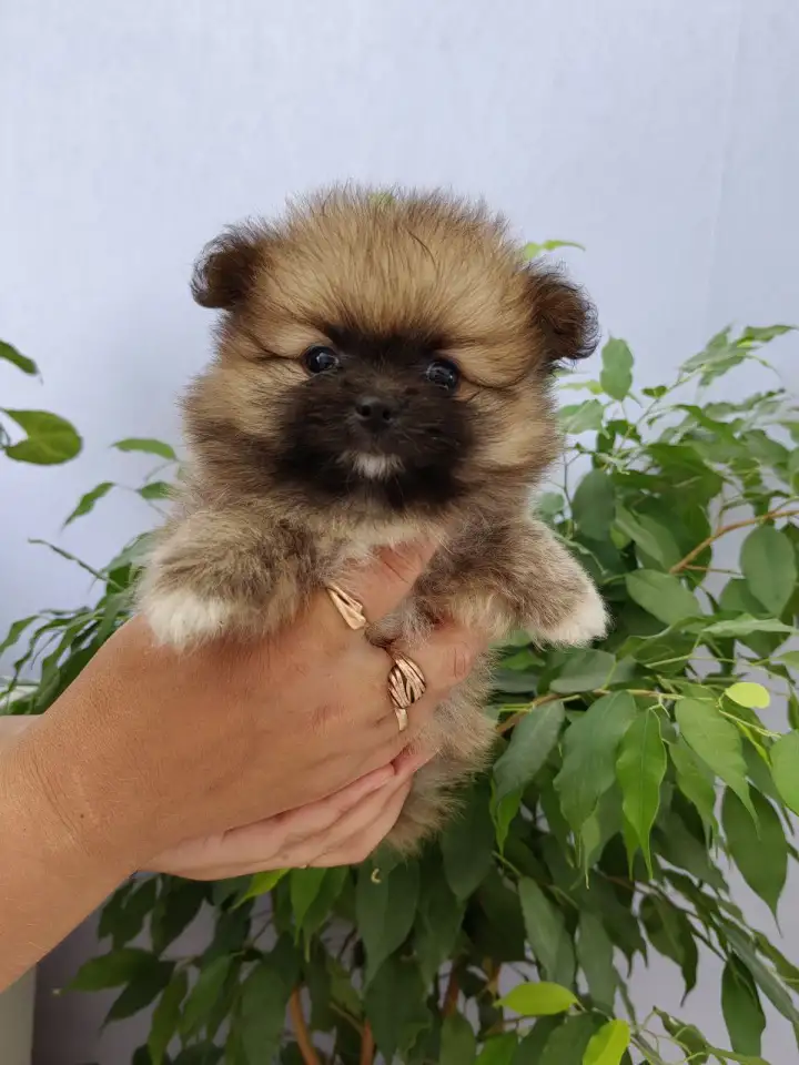 Продам щенков померанский шпиц, фотография 1